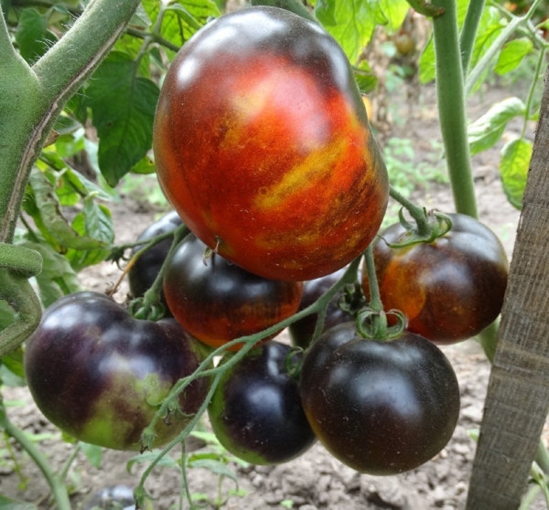 томат чёрная богиня. томат райские яблочки. томат яблочный. томат яблоко описание. яблочный липецкий томат описание.