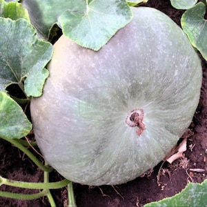 About 8 seeds Pumpkin GRAY