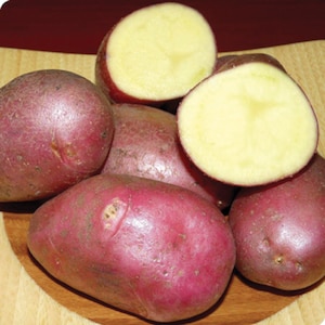 Könnte beinhalten: Eine Gruppe roter Kartoffeln, einige ganz und einige halbiert, die ein hellgelbes Fruchtfleisch zeigen. Die Kartoffeln sind in einer Holzschale angeordnet.