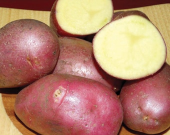 Sementes de BATATA VIRGO