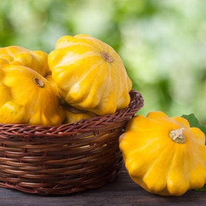 Puede incluir: Una cesta de mimbre llena de calabacines amarillos en forma de patty pan. Los calabacines están dispuestos en un racimo, con un calabacín sentado fuera de la cesta.