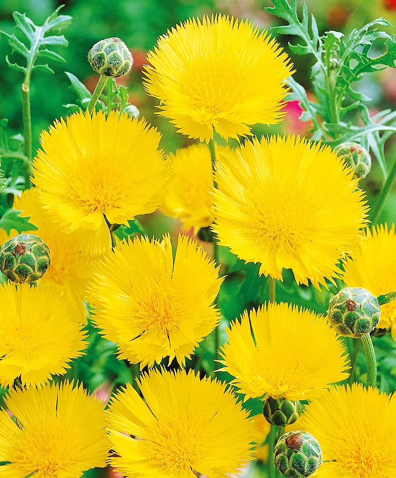 Flower Cornflower YELLOW QUEEN About 75seeds Etsy Australia