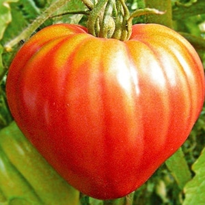 Semillas de tomate SPRINT TIME