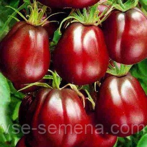 Puede incluir: Primer plano de varios tomates maduros, de color rojo oscuro, con tallos verdes. Los tomates tienen una forma ligeramente acanalada y una superficie brillante, lo que sugiere frescura. La imagen está bien iluminada, destacando el color vibrante y la textura de los productos.