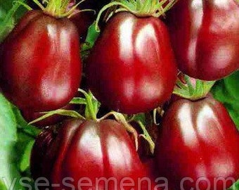 Semi di pomodoro TARTUFO NERO