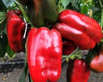 Semillas de pimiento dulce RED GIGANT
