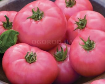 Semillas de tomate ROSA unas 20 semillas