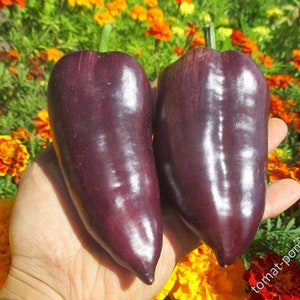 Sweet pepper seeds LAYLAK BELL