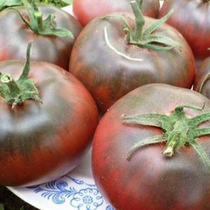 Semillas de tomate MULATO