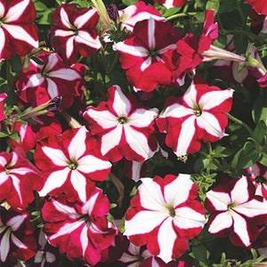 PETUNIA PURPLE STAR Flower Seeds