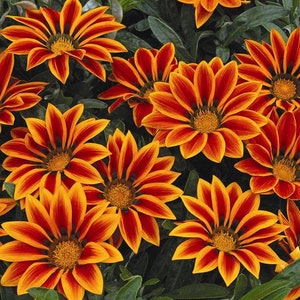 Flower gazania KISS MIX F1 5 seeds
