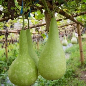 Herb seeds LAGENARIA BOTTLE