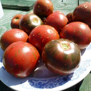 Semillas de tomate TIGER sobre 25 semillas