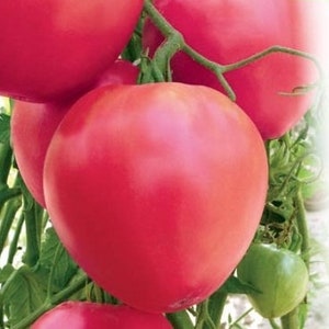 Semillas de tomate CORAZÓN DE TORO unas 30 semillas