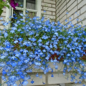 Flower Seeds LYUBELIYA BLUE