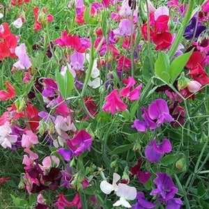 Flower seeds SWEET PEA LOW