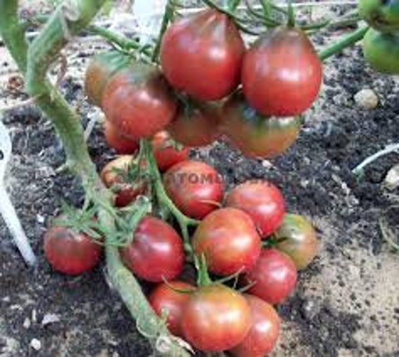 Tomato Seeds JAPANESE TRUFFLE About 20 Seeds Etsy