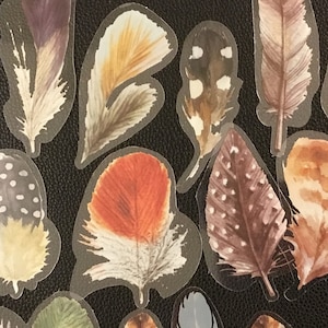 FEATHERS!  40 amazing, lifelike feather stickers, natural looking feathers, variety of colors & they make a darn good gift!