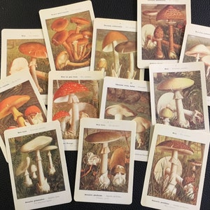 VINTAGE STYLE MUSHROOM stickers!   12 mushroom photo stickers of natural, wondrous and amazing mushrooms & they make a darn good gift!