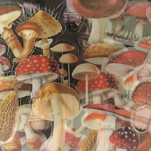 ¡Por amor a los HONGOS! 40 pegatinas transparentes de aspecto realista para los amantes de los hongos. ¡Un regalo fantástico!