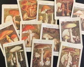 VINTAGE STIJL PADDESTOEL stickers! 12 paddenstoelenfotostickers van natuurlijke, wonderbaarlijke en verbazingwekkende paddenstoelen en ze zijn een verdomd goed cadeau!