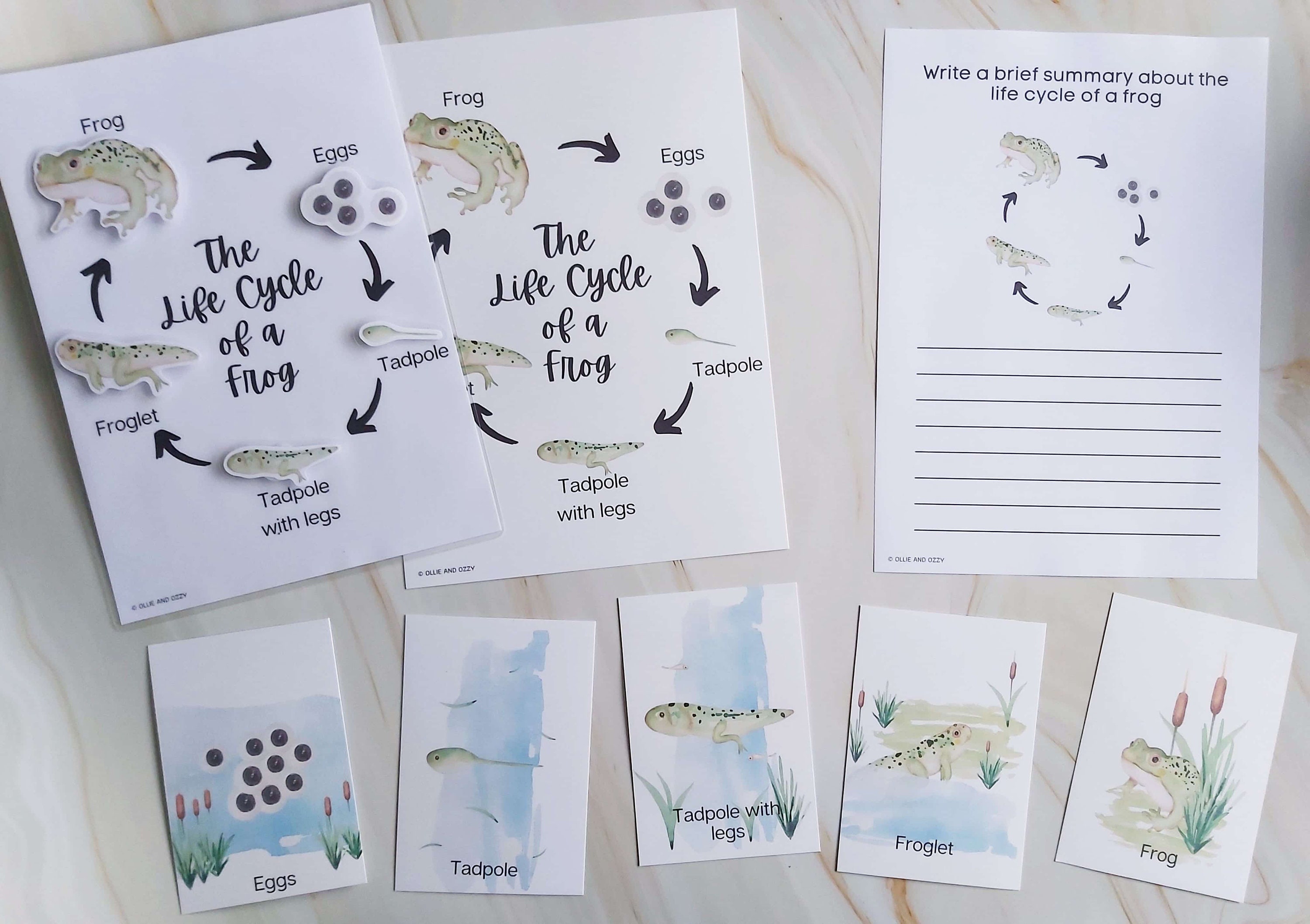 PRINTABLE Frog Unit Study, Life Cycle of a Frog Study Bundle - Etsy