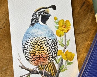 California Quail Watercolor
