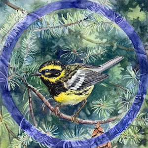 Townsend Warbler Print