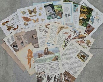 Fauna Themed Paper Pack - scrapbooking vintage ephemera - junk journal - collage - art journalling