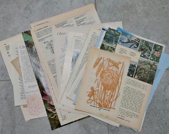 30+ Botanical Themed Vintage Paper Pack - scrapbooking ephemera - junk journal - collage - art journalling