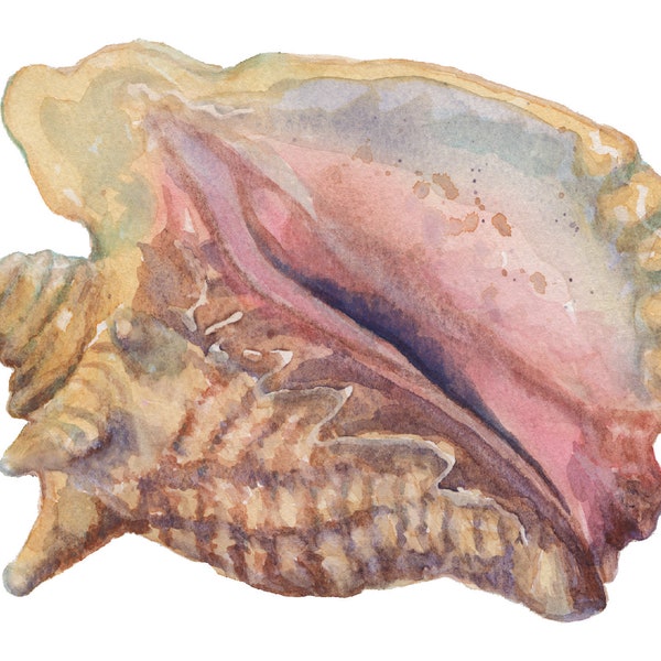 Conch Shell Card or Print - Watercolor Painting - St. John