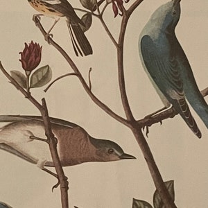 Set of 3 Gorgeous Repro AUDUBON Bird and Botanical Prints, 1940s-1950s