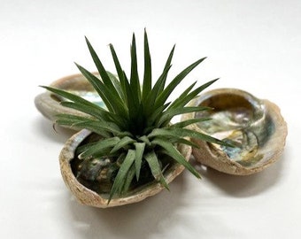 3 Abalone Shell Air Plant Holders