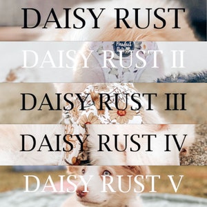 DAISY RUST - Mobile Lightroom Preset -  Mega Pack