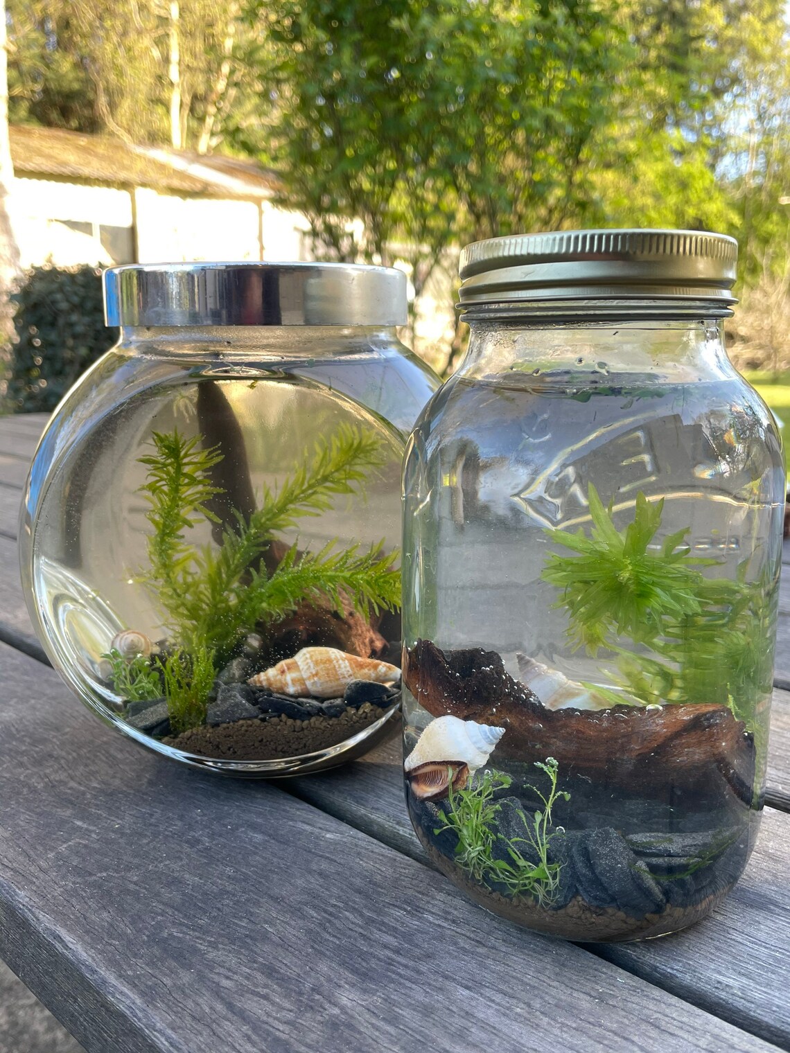 Ecosphere jarrarium terrarium DIY pond in a jar mini aquarium Etsy