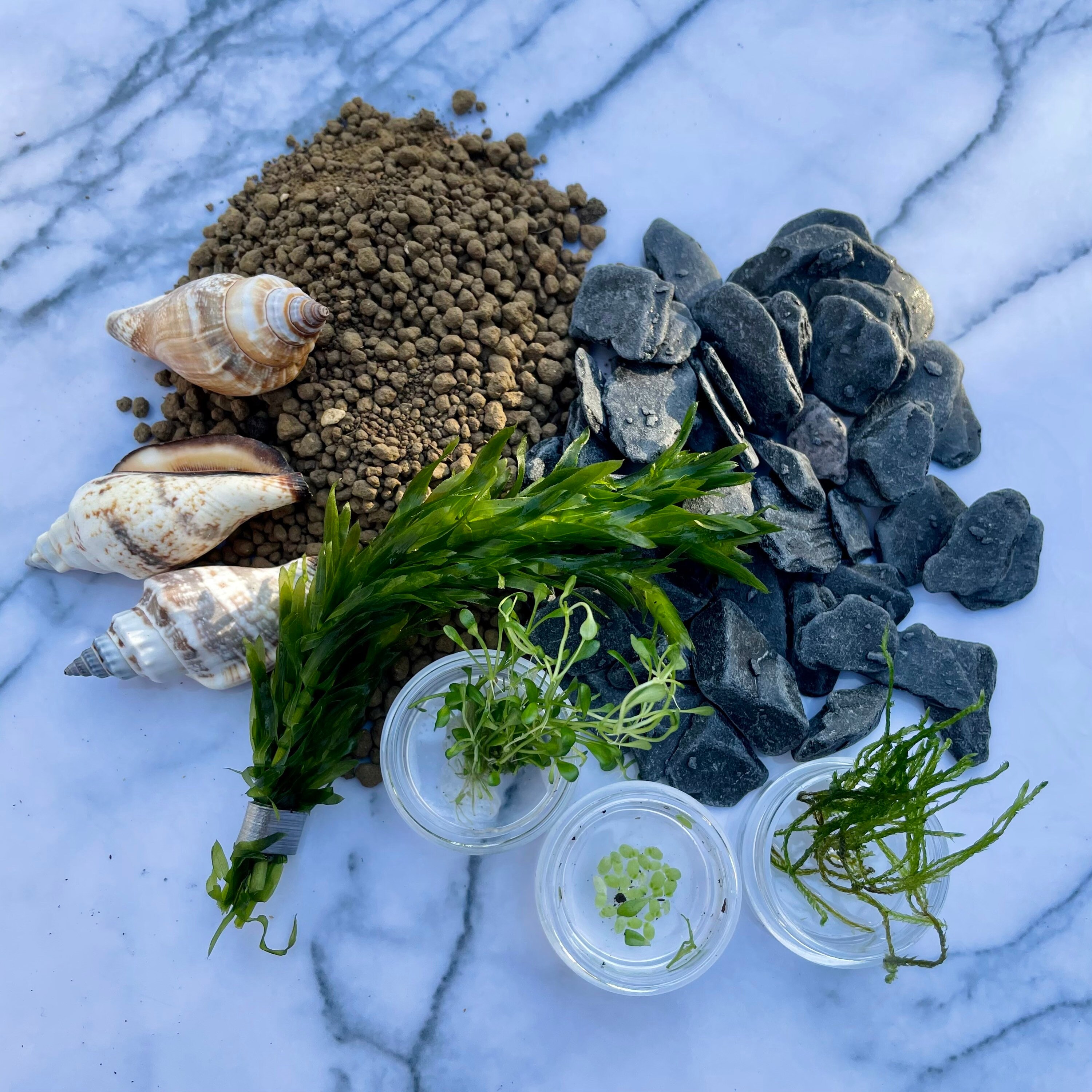 Ecosphere jarrarium terrarium DIY pond in a jar mini aquarium Etsy