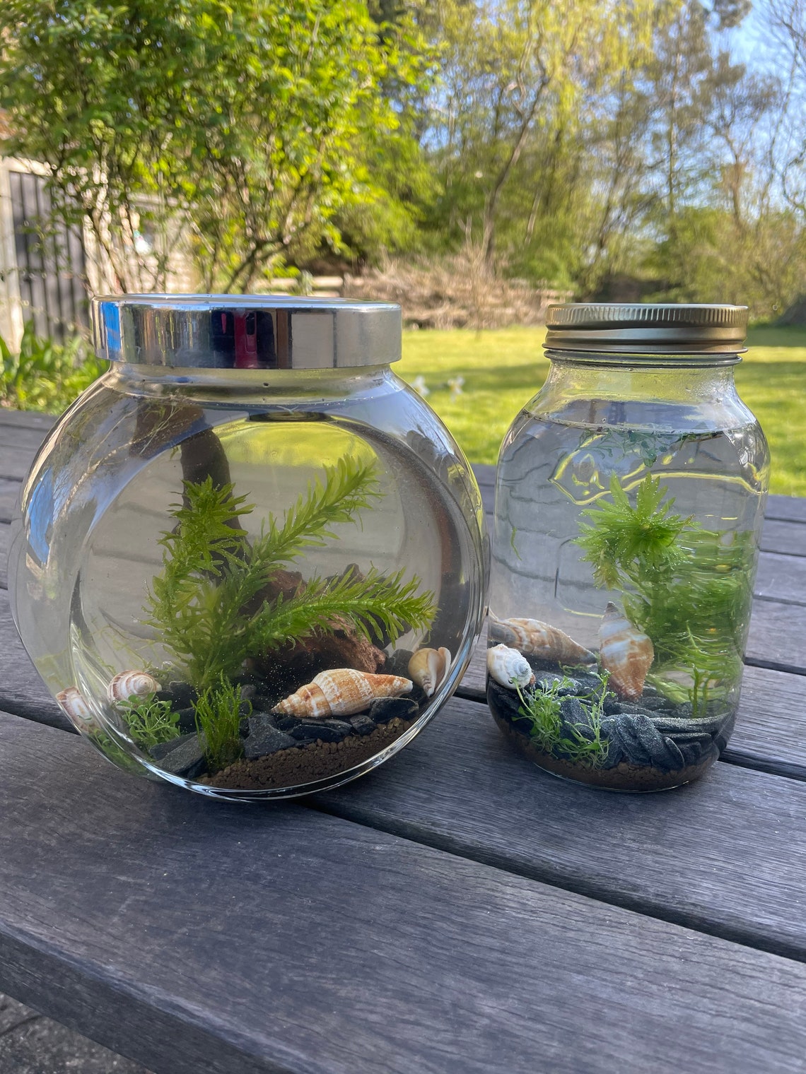 Ecosphere jarrarium terrarium DIY pond in a jar mini aquarium Etsy