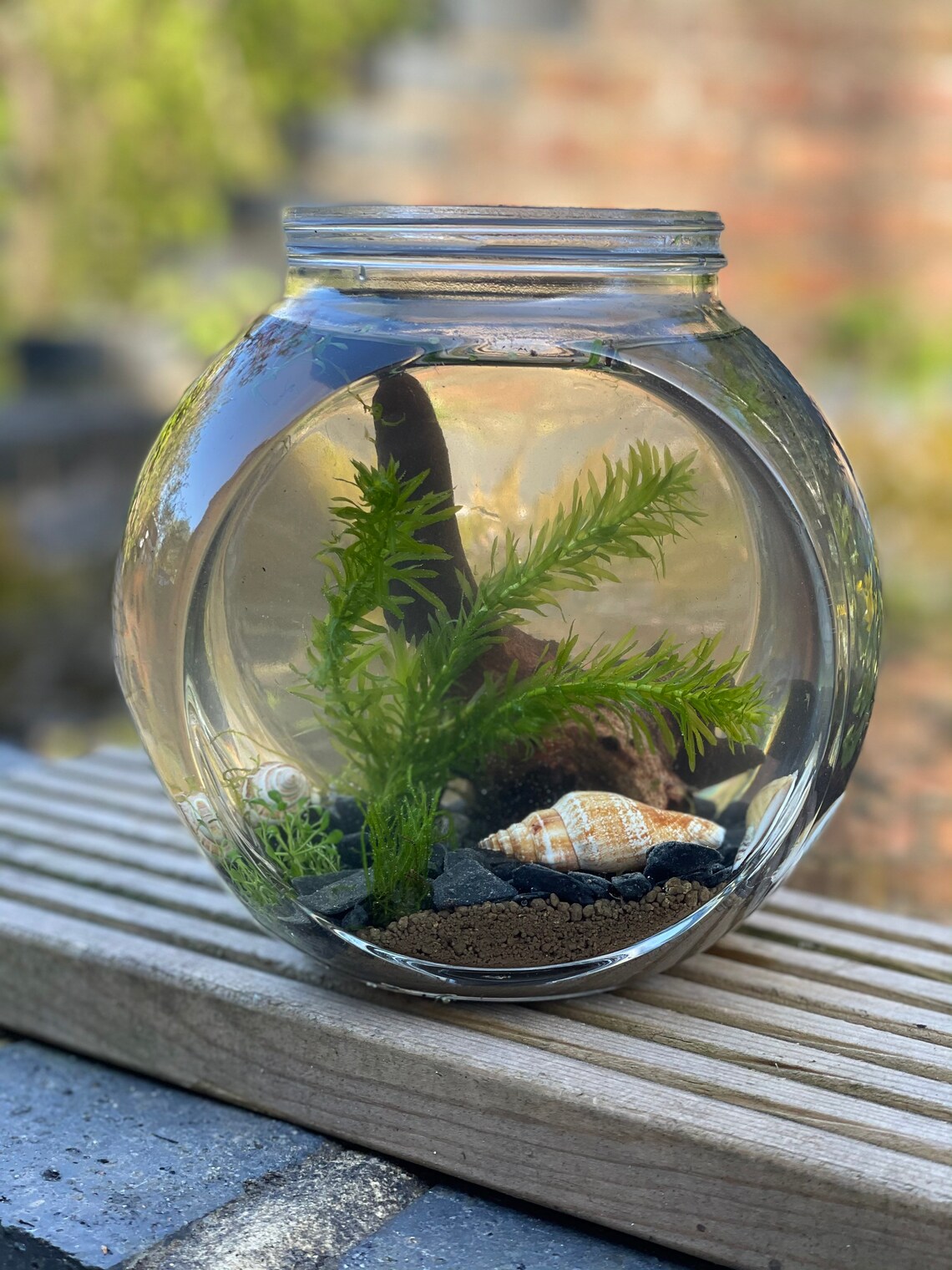 Ecosphere jarrarium terrarium DIY pond in a jar mini aquarium Etsy