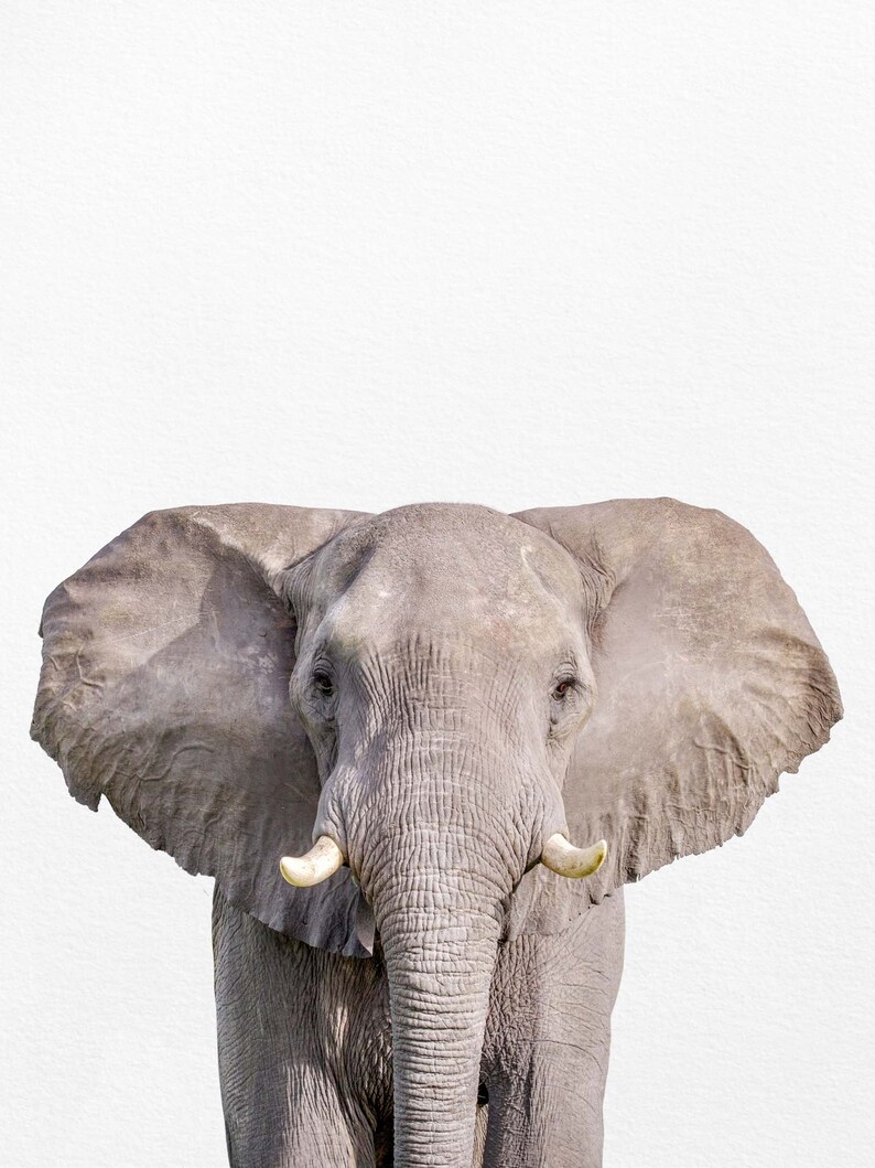 Elephant Print Elephant Wall Art Elephant Decor Living Room Etsy