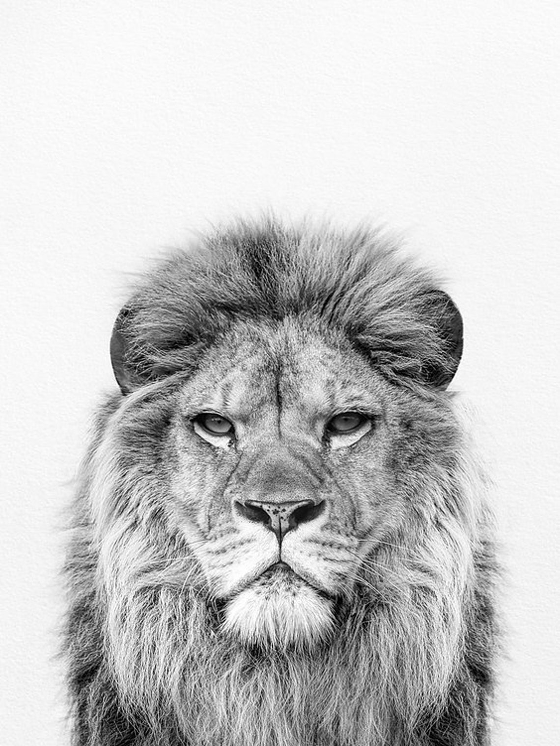 Lion Print Lion Wall Art Lion Decor Living Room Art Etsy