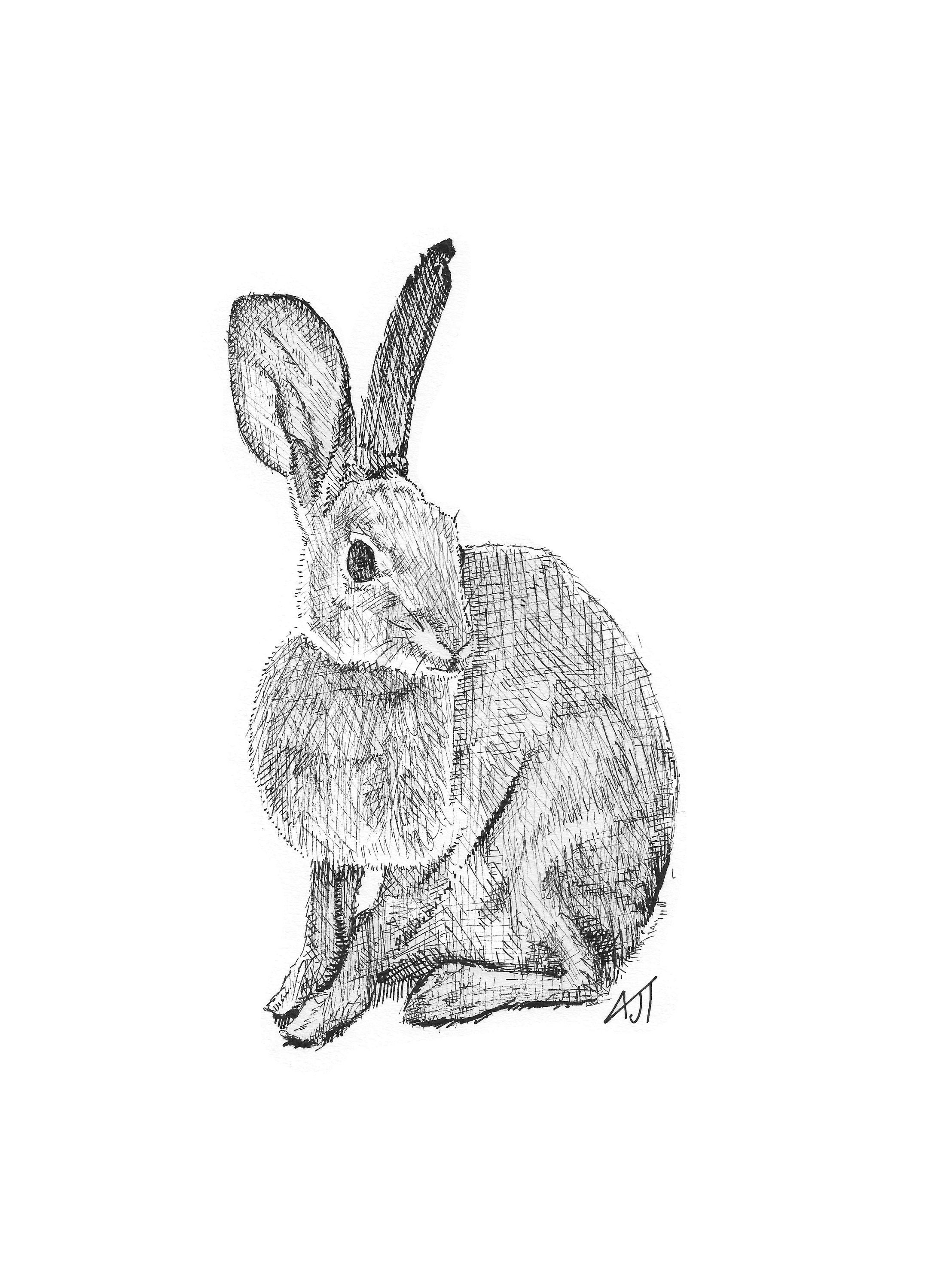 Pen and Ink Rabbit Print Etsy UK