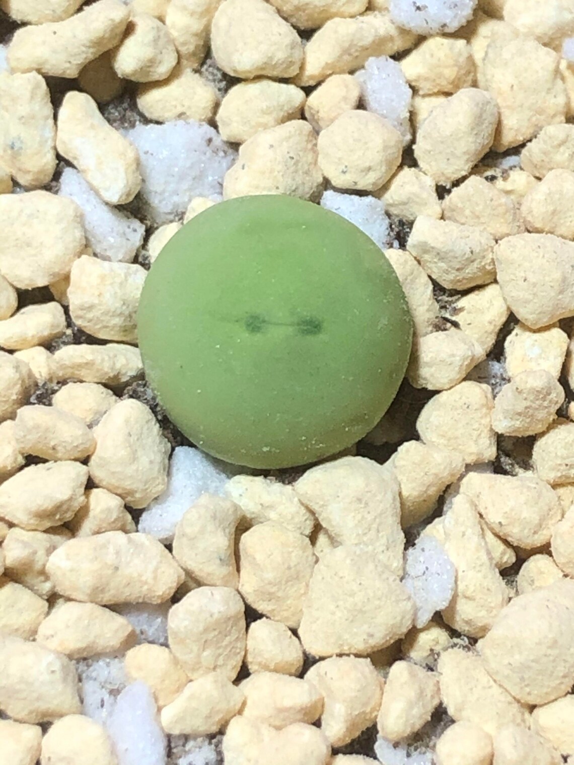 Rare Succulent Seeds Conophytum Calculus Etsy UK