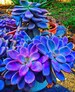 Colorful Succulent Seeds Varity 