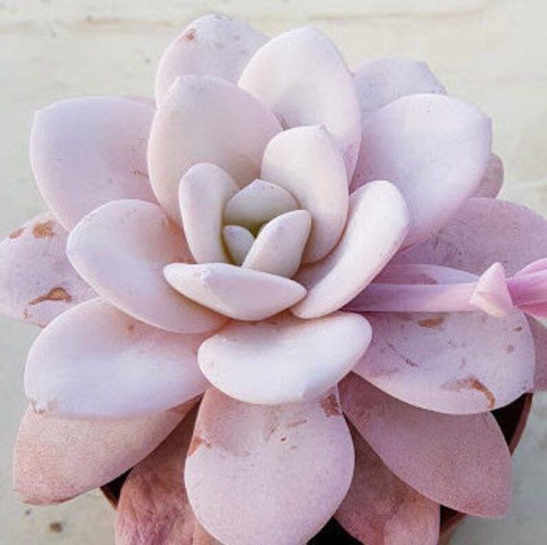 Rare Succulent Echeveria Laui Seeds Pink Etsy