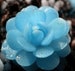 Blue Flower Succulent Seeds Rare 