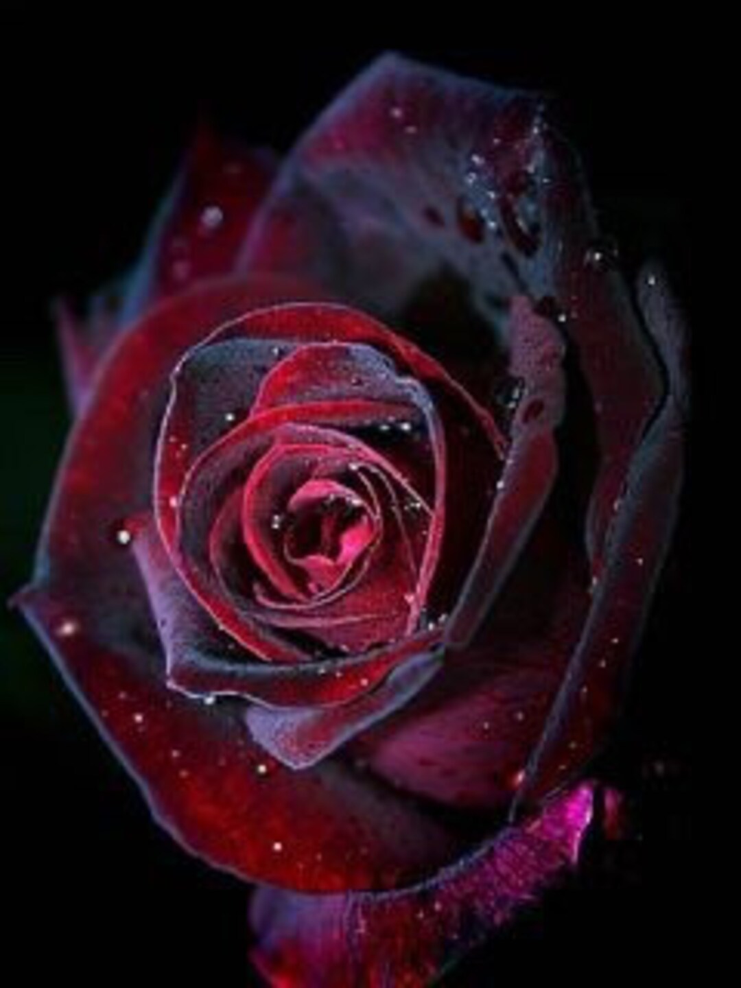Red and Black Rose Seeds - Etsy