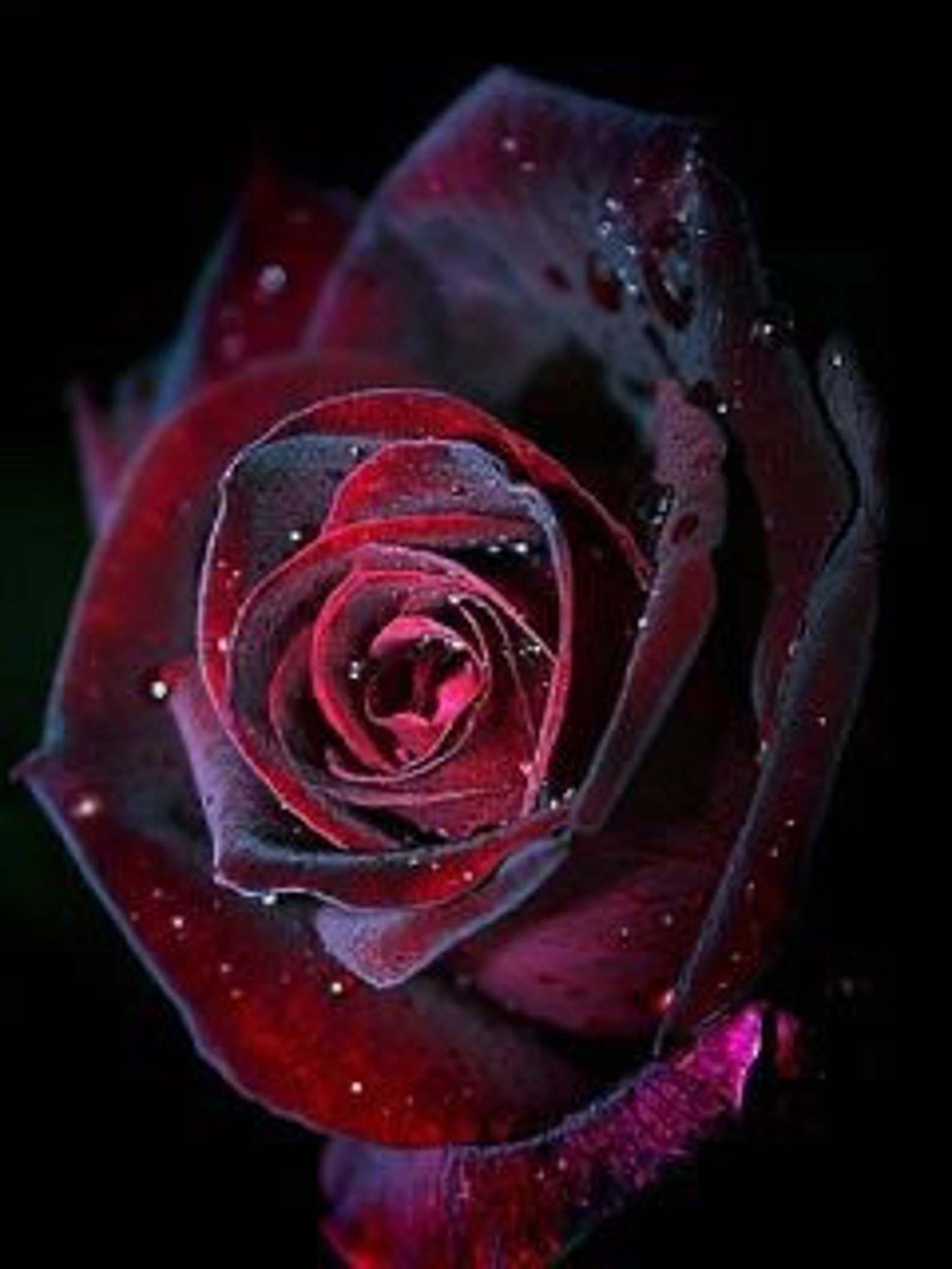 Red and Black Rose Seeds Etsy