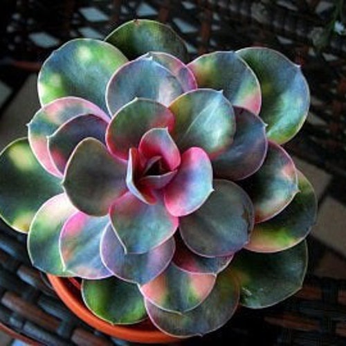 Mixed Succulent Plant Seeds 100pcs/pack Etsy