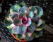 Colorful Echeveria Succulent Seeds Mixed 