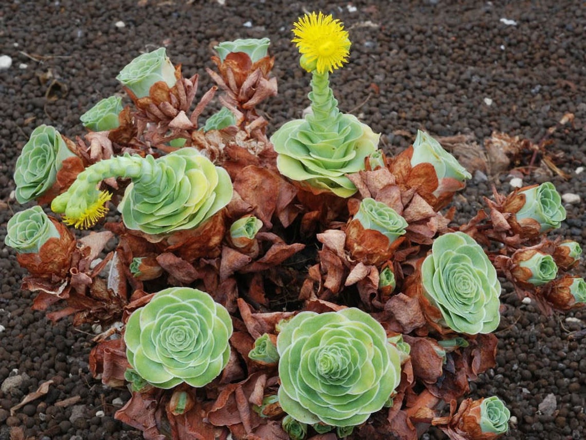 Rare Mountain Rose Succulent Seeds. Etsy